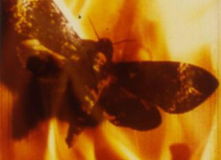 Butterfly flying through fire