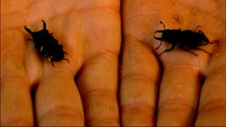 Hands holding two black beetles
