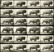 Still film frames of buffalo
