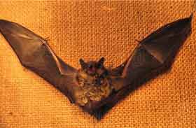 Bat with its wings spread