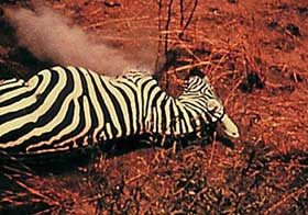 Film still of Unsere Afrikareise featuring a dead zebra